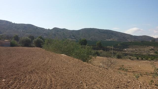 Fincas y solares-Venta-Orihuela-873452-Foto-3