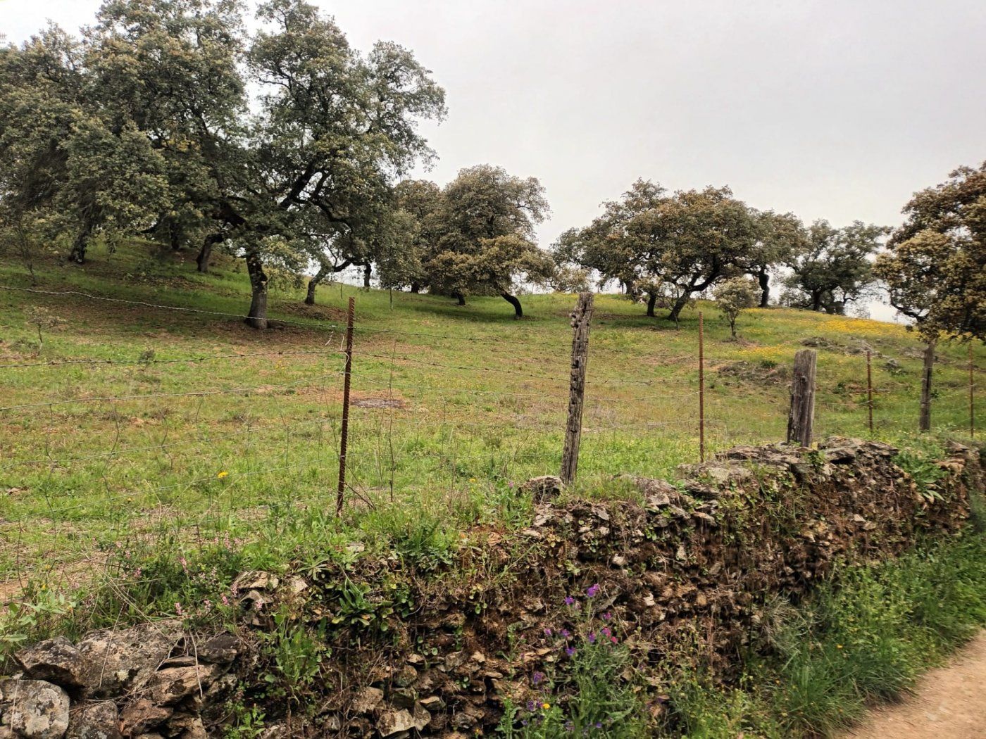 Fincas y solares-Venta-Aracena-1414369-Foto-2