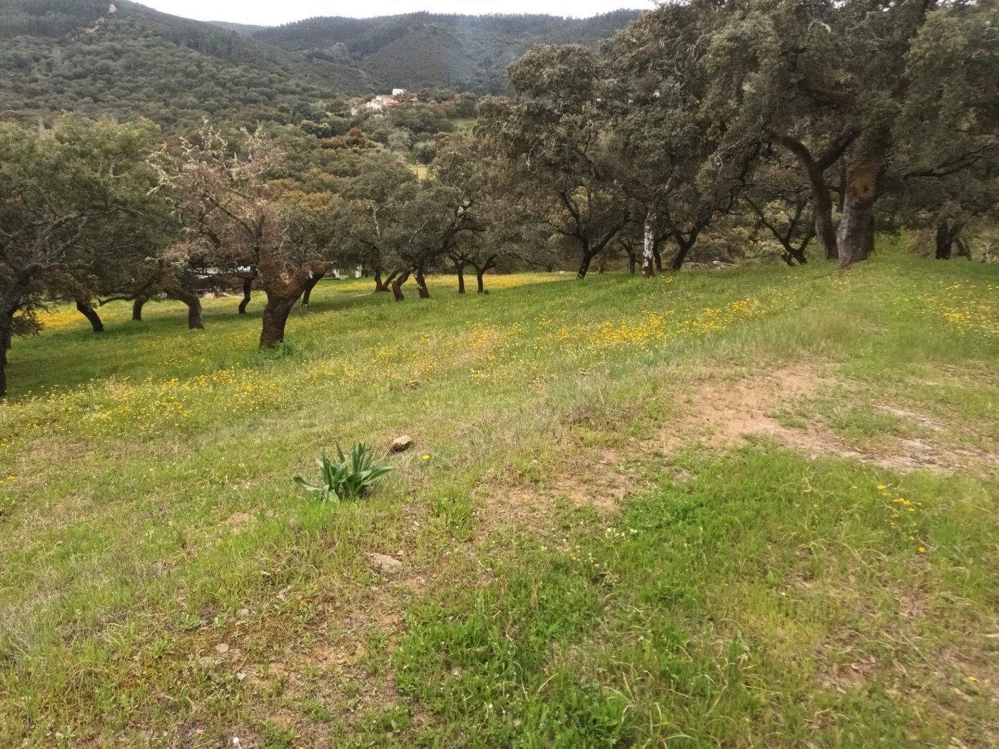 Fincas y solares-Venta-Aracena-1414369-Foto-4