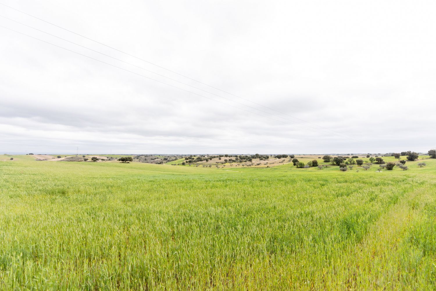 Fincas y solares-Venta-MÃ©ntrida-1025598-Foto-4