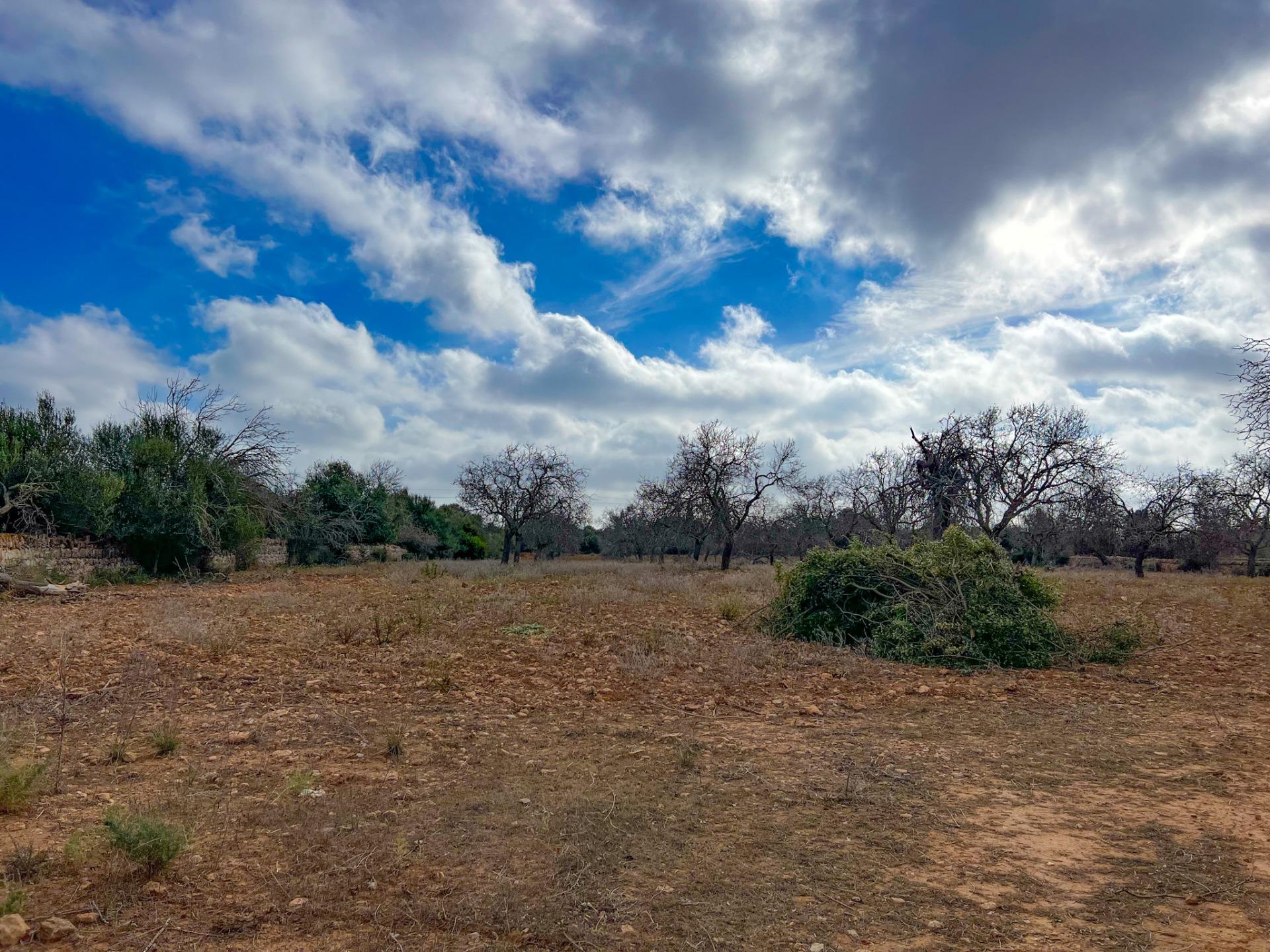 Terreno en venta  Felanitx  10/17