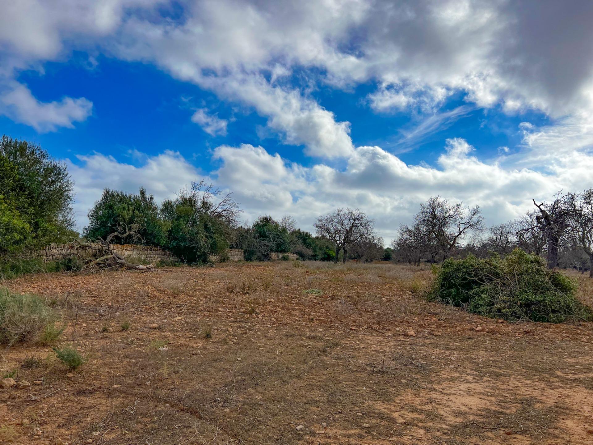 Terreno en venta  Felanitx  12/17