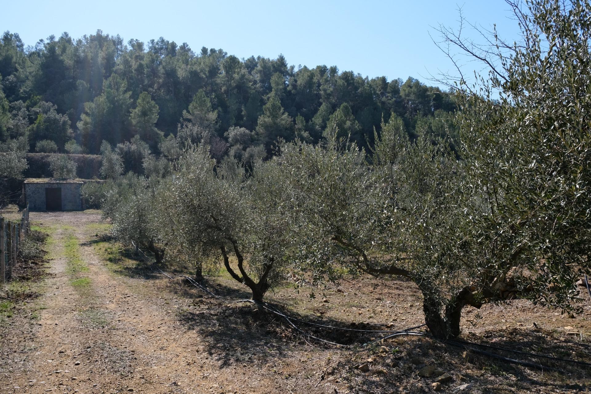 Casas o chalets-Venta-La Bisbal de Falset-1090408-Foto-2