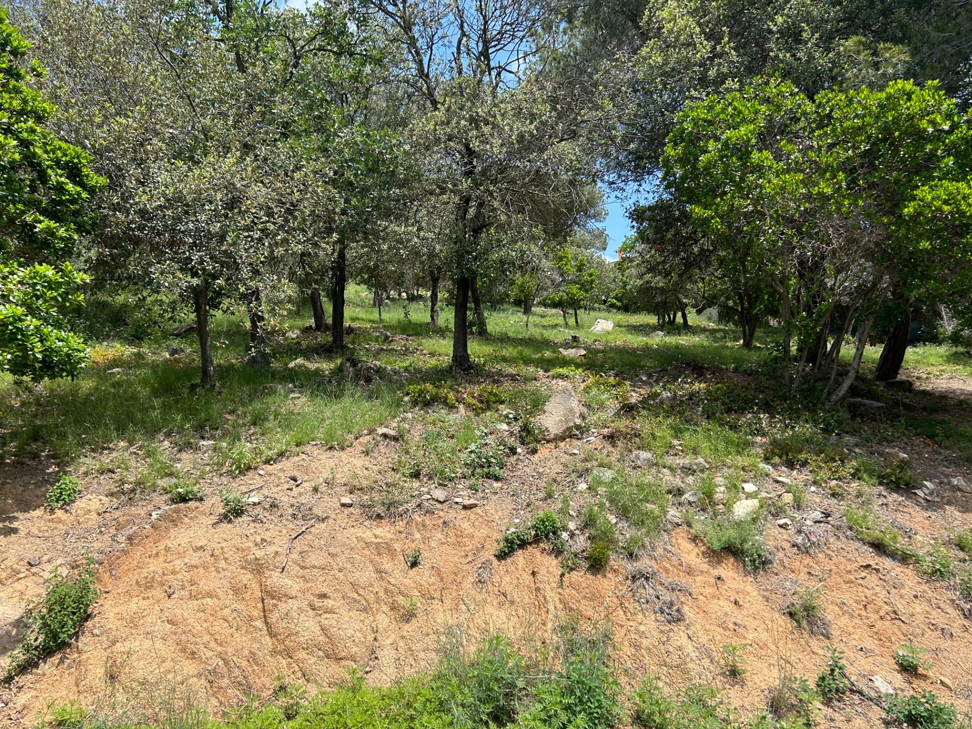 Fincas y solares-Venta-Sant Fost de Campsentelles-1115452-Foto-6