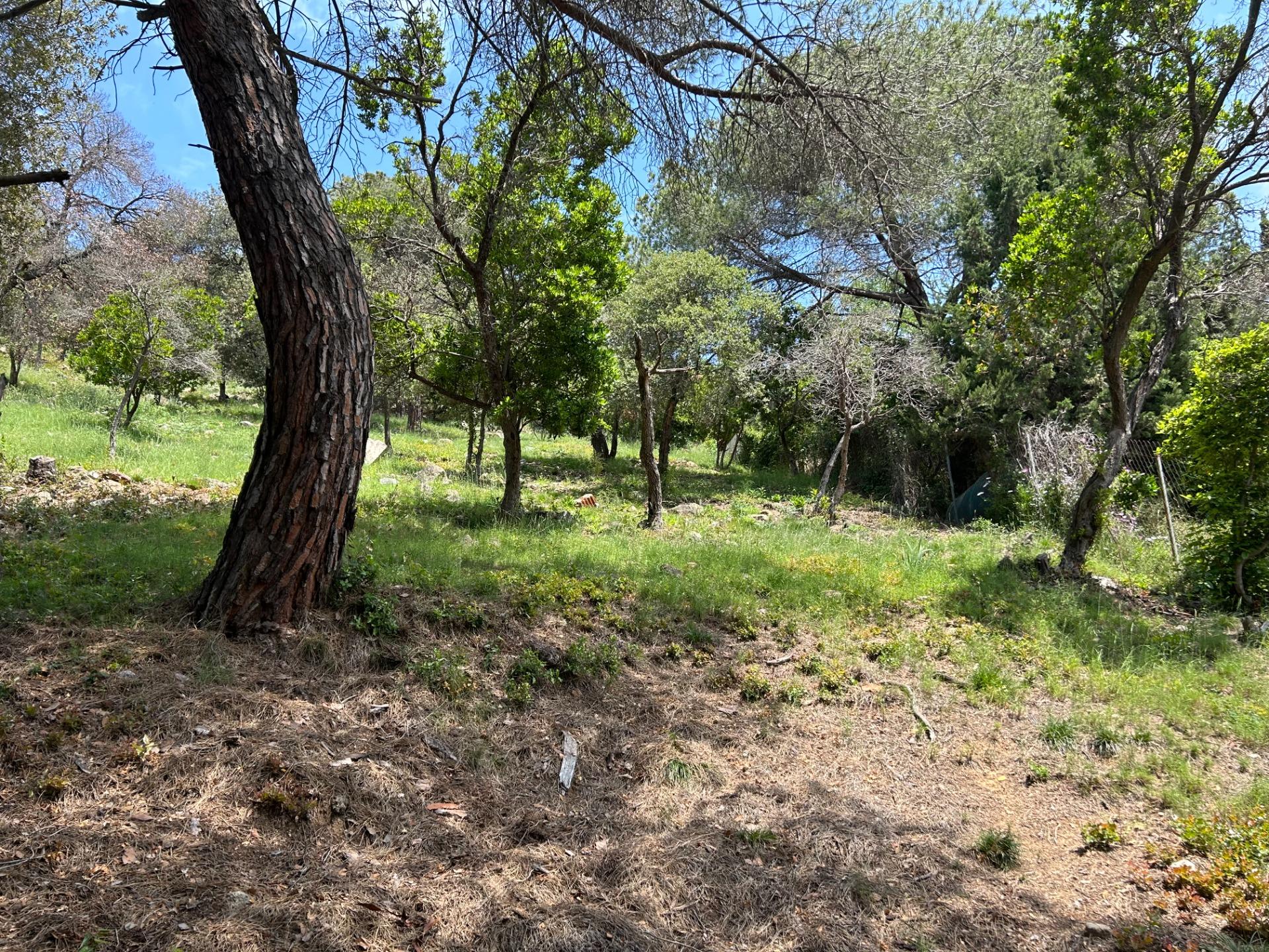 Fincas y solares-Venta-Sant Fost de Campsentelles-1115452-Foto-12
