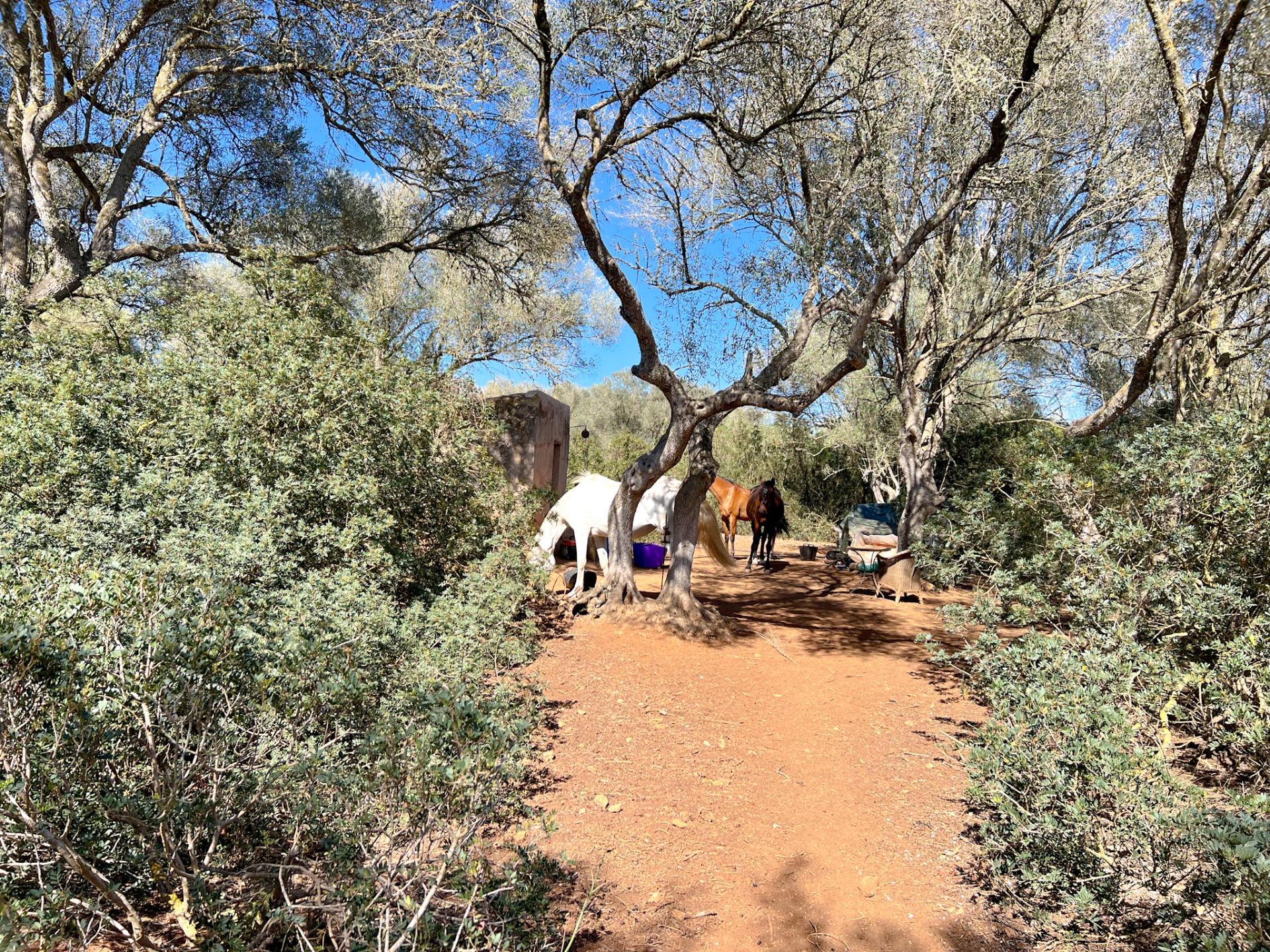 Terreno en venta  Felanitx  2/22