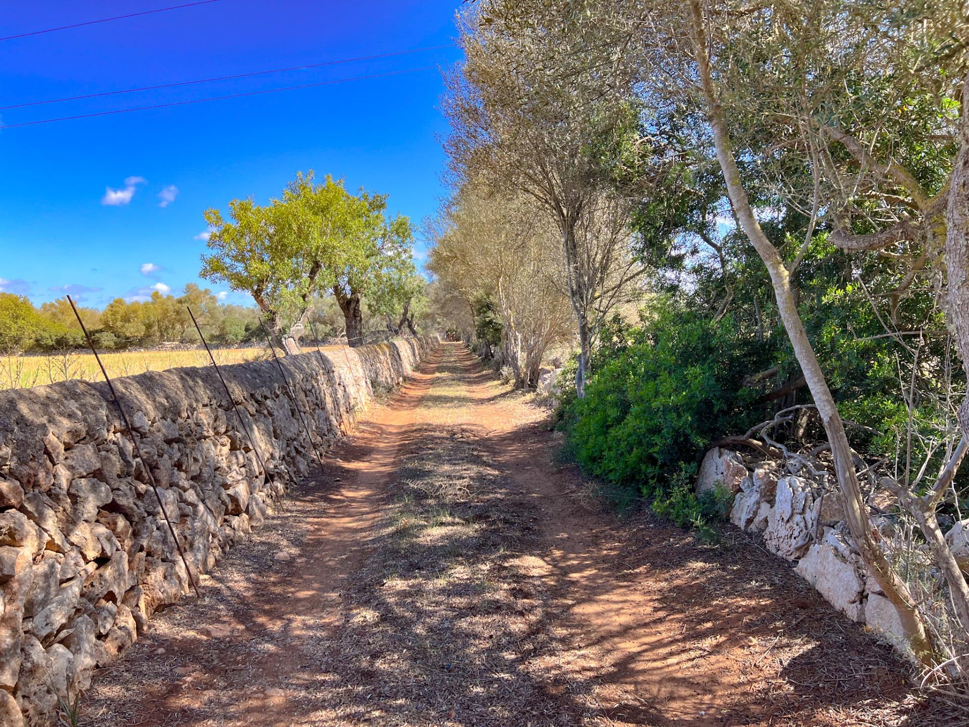 Terreno en venta  Felanitx  4/22