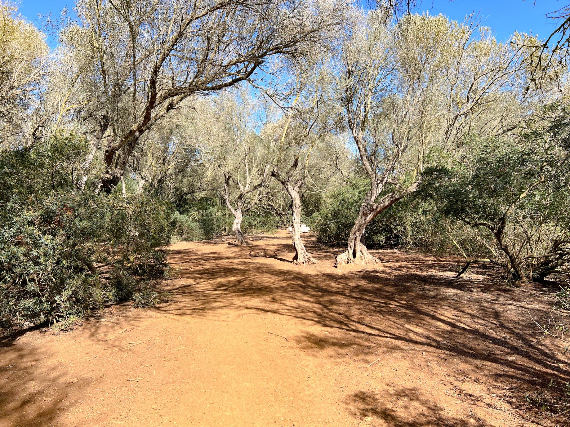 Terreno en venta  Felanitx  7/22