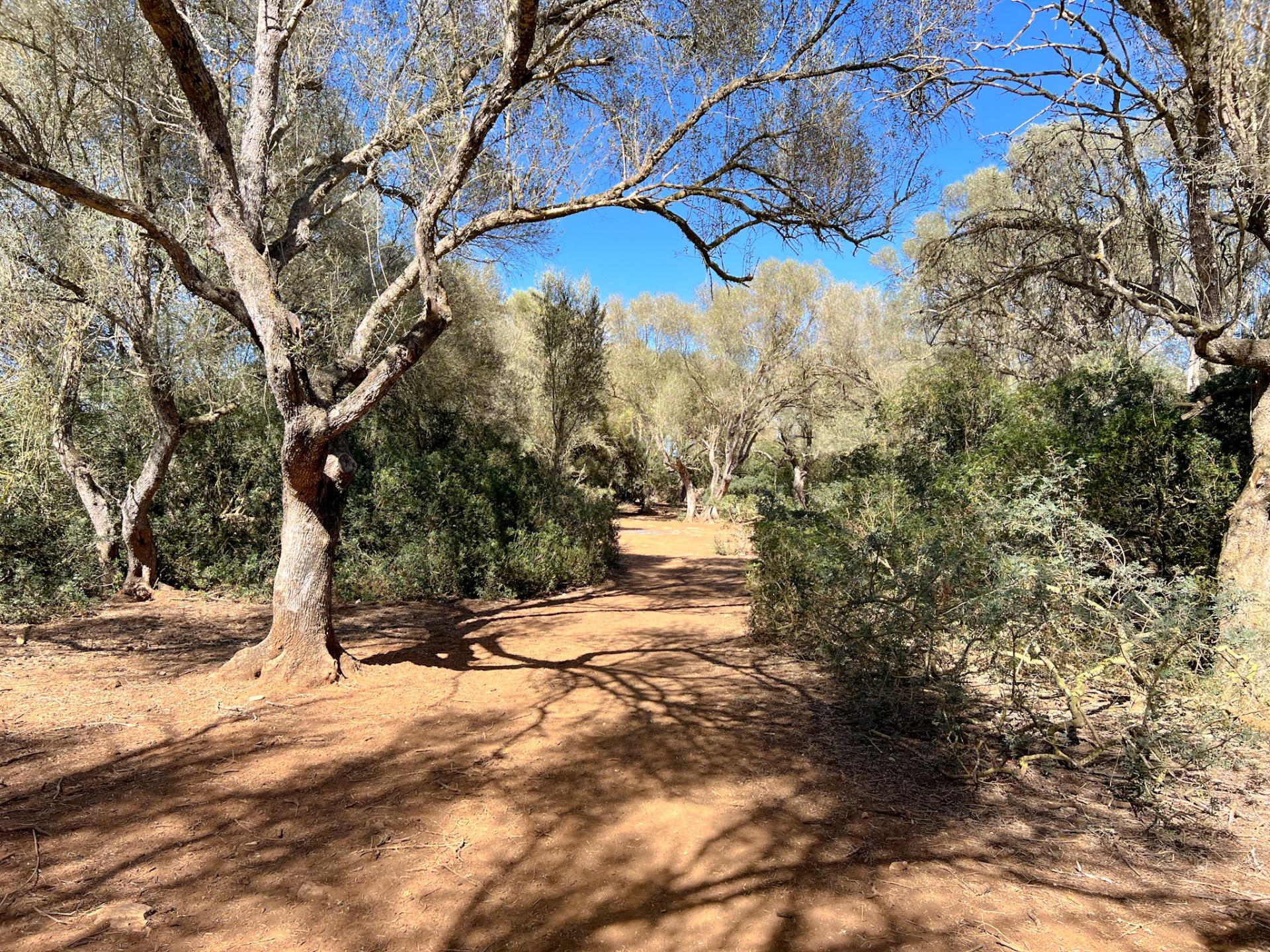 Terreno en venta  Felanitx  9/22