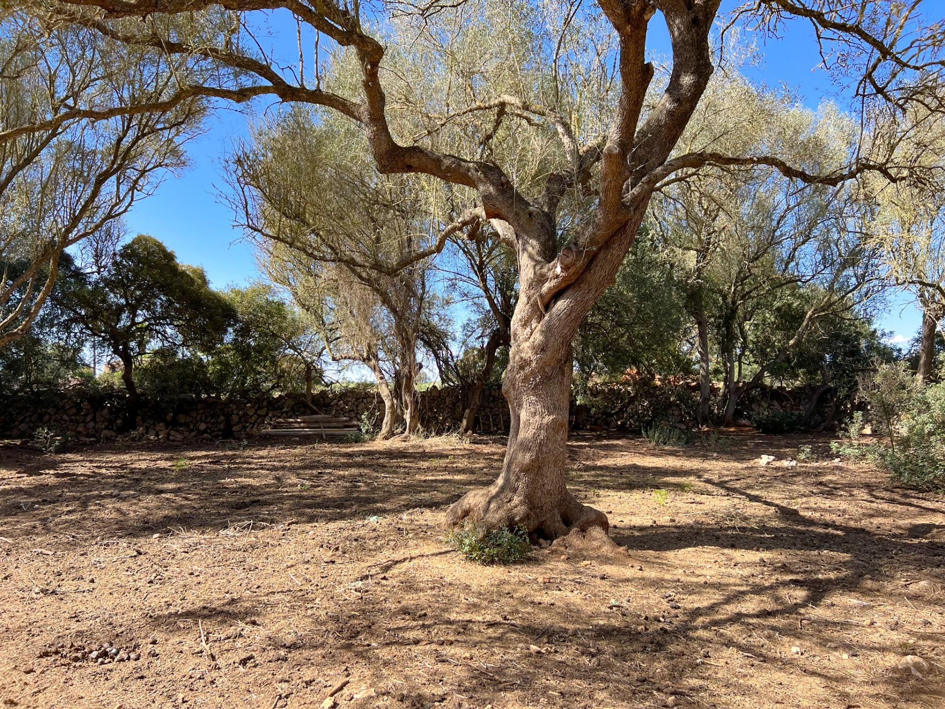 Terreno en venta  Felanitx  14/22