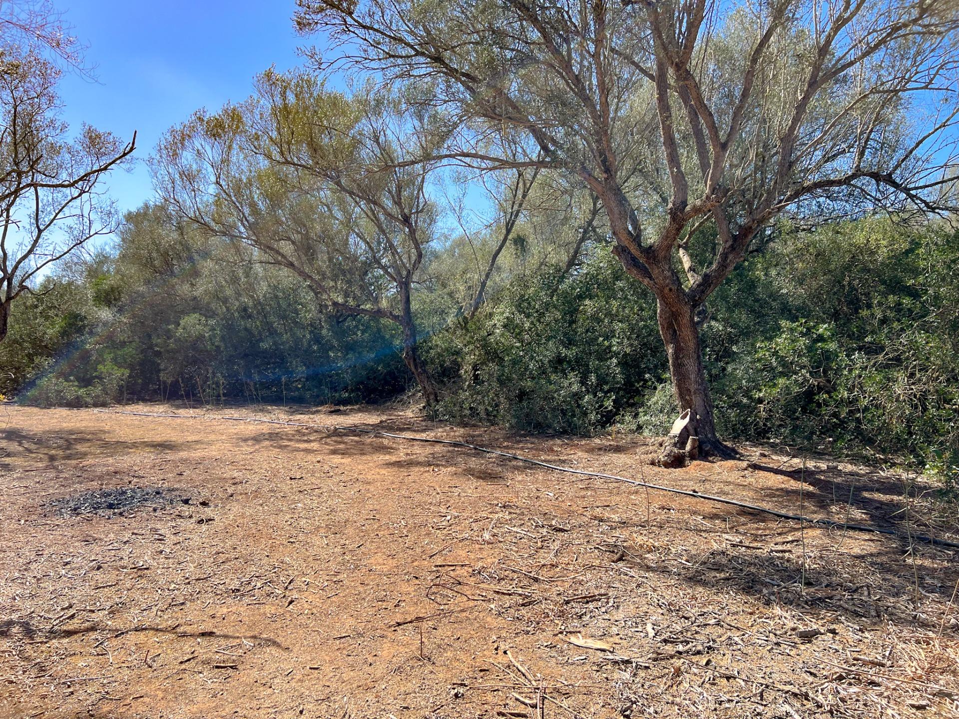 Terreno en venta  Felanitx  15/22