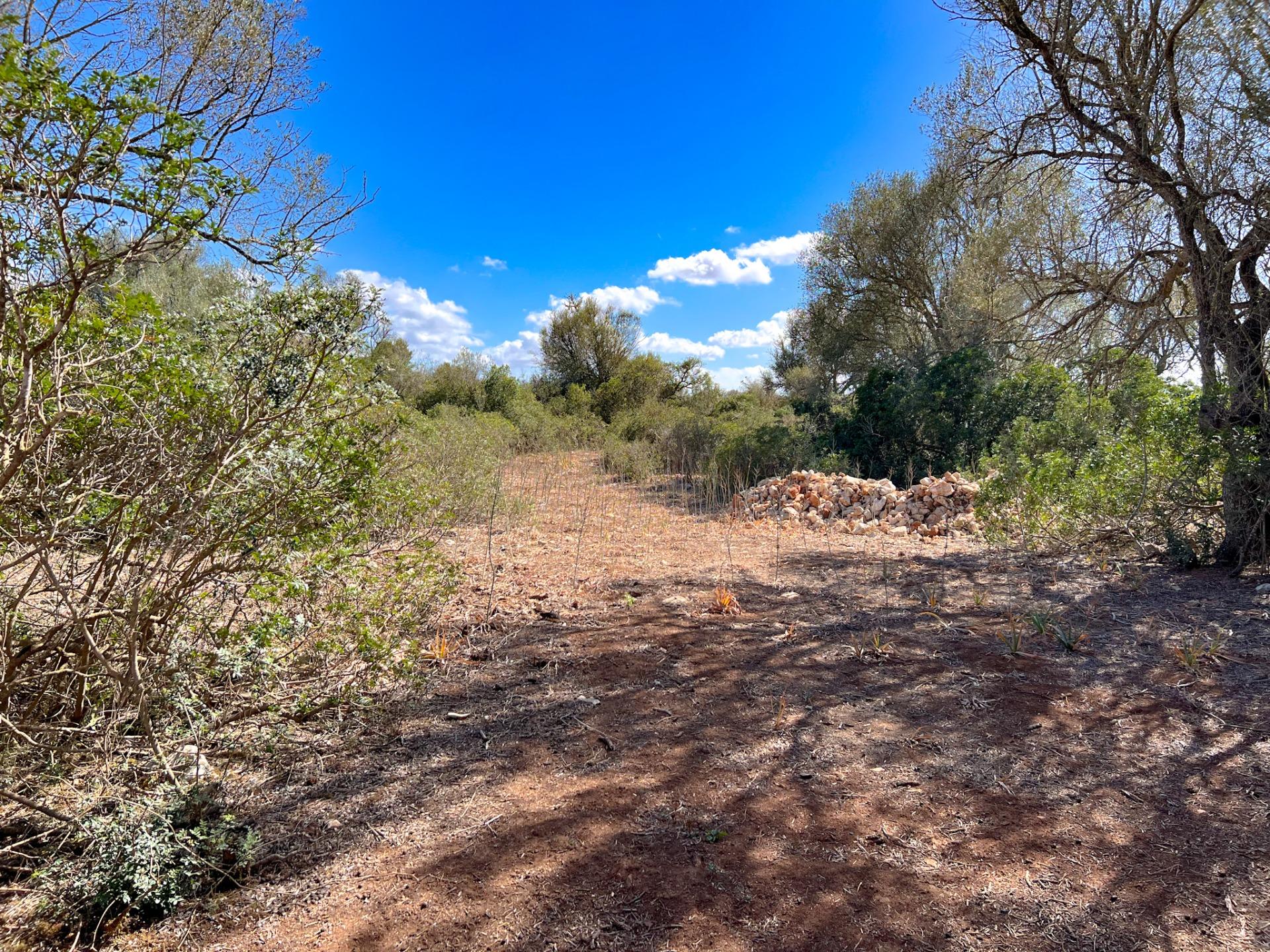 Terreno en venta  Felanitx  17/22