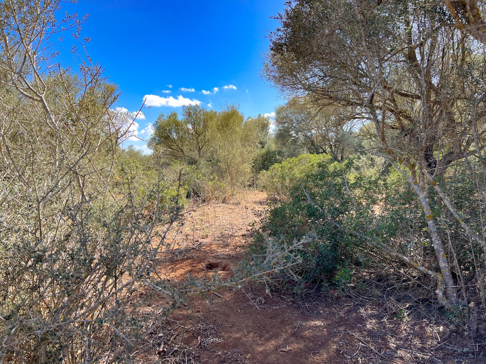 Terreno en venta  Felanitx  19/22