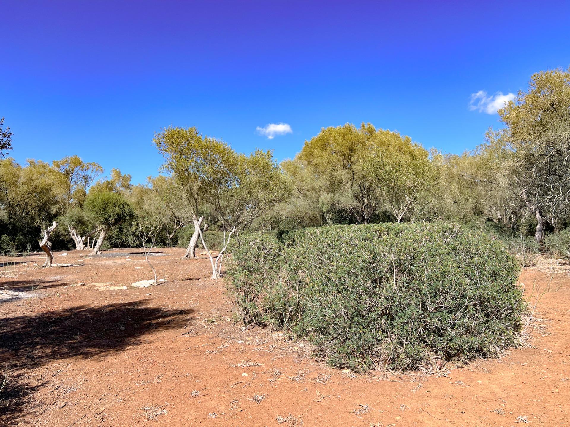 Terreno en venta  Felanitx  20/22