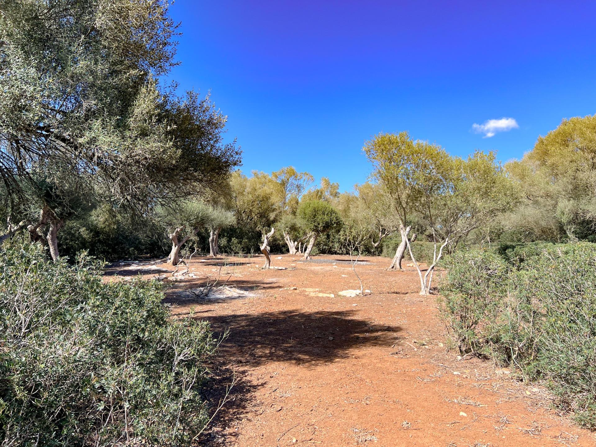 Terreno en venta  Felanitx  22/22