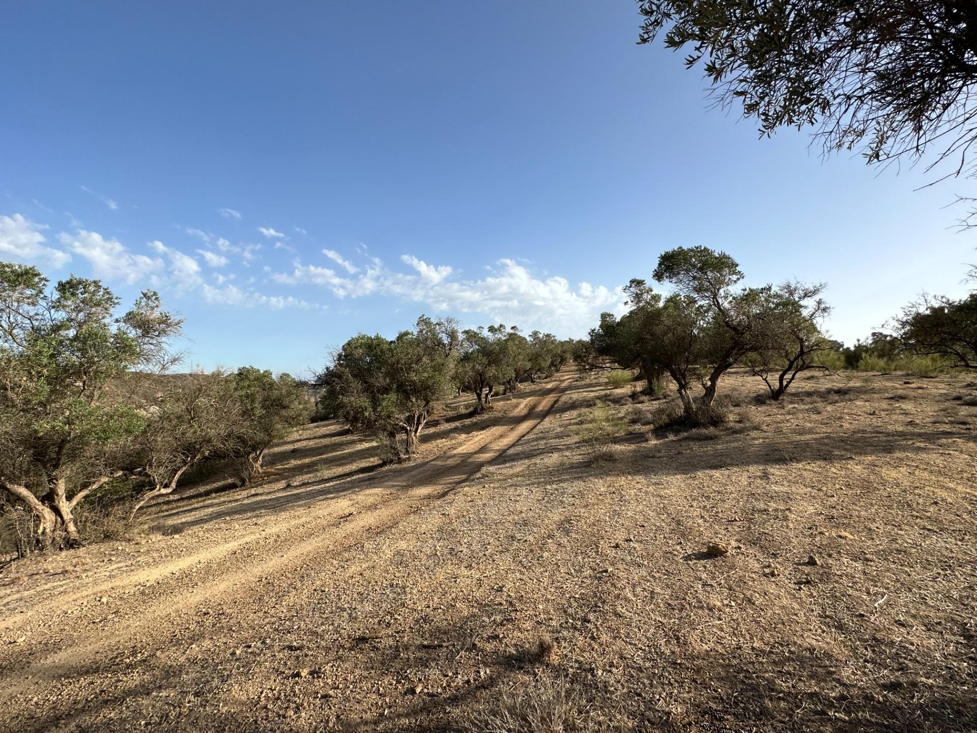 Fincas y solares-Venta-Archidona-1318194-Foto-7