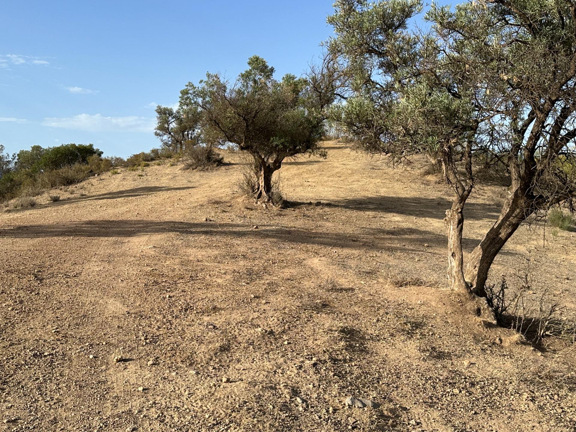 Fincas y solares-Venta-Archidona-1318194-Foto-3