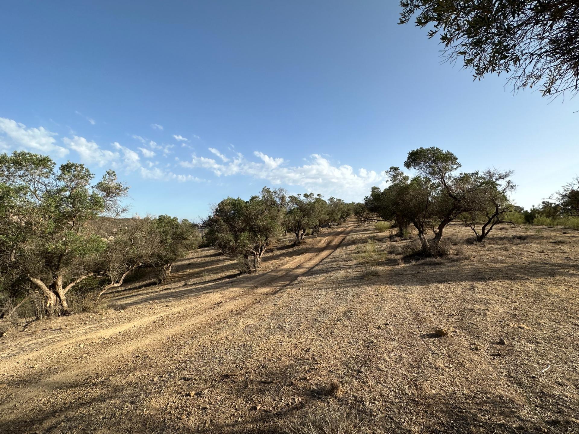 Fincas y solares-Venta-Archidona-1318194-Foto-8