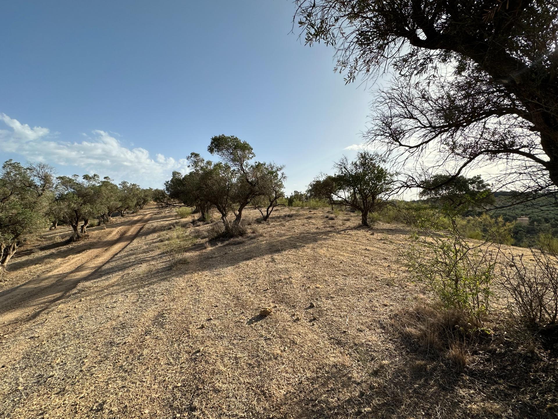 Fincas y solares-Venta-Archidona-1318194-Foto-9