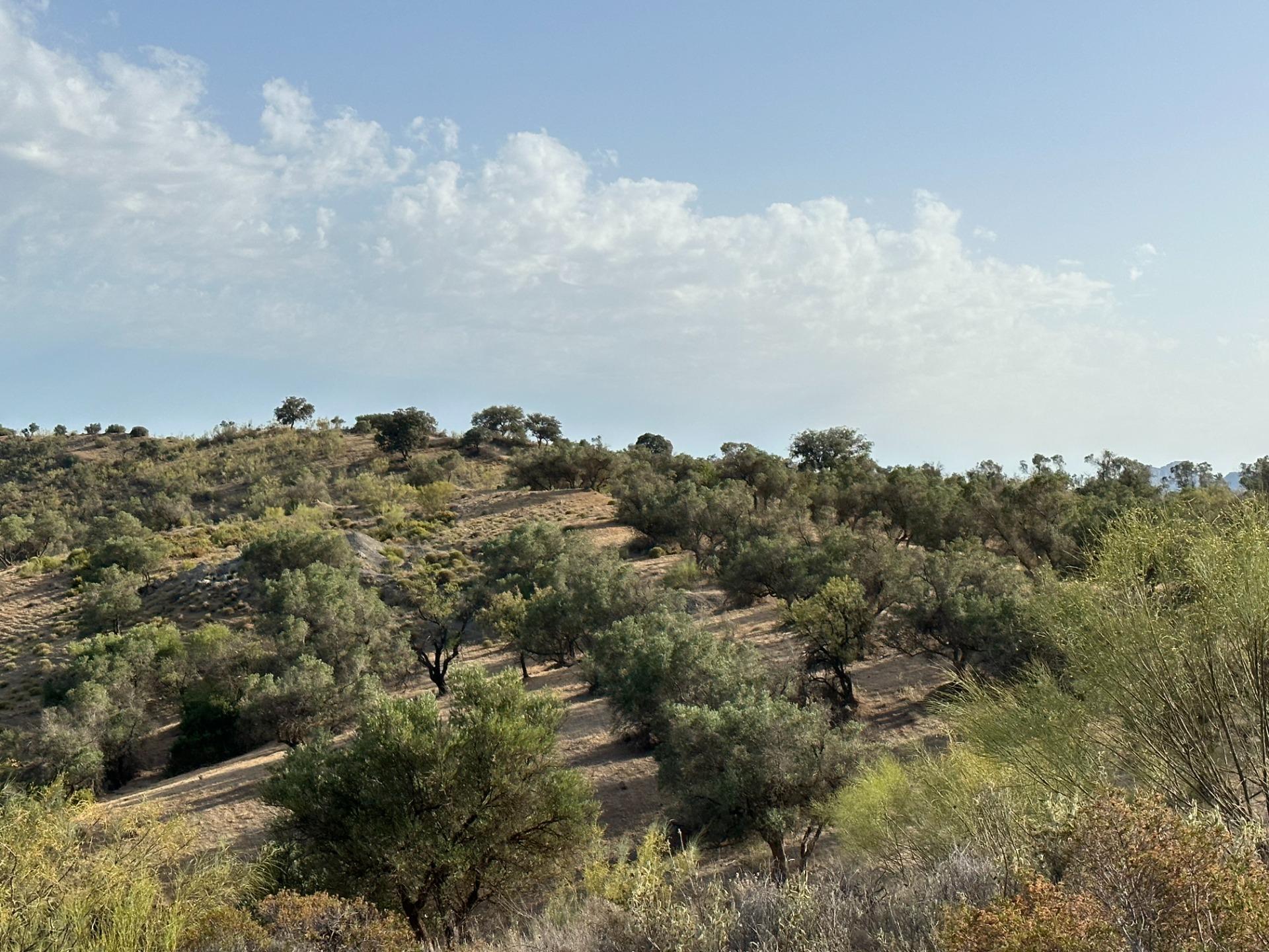 Fincas y solares-Venta-Archidona-1318194-Foto-14