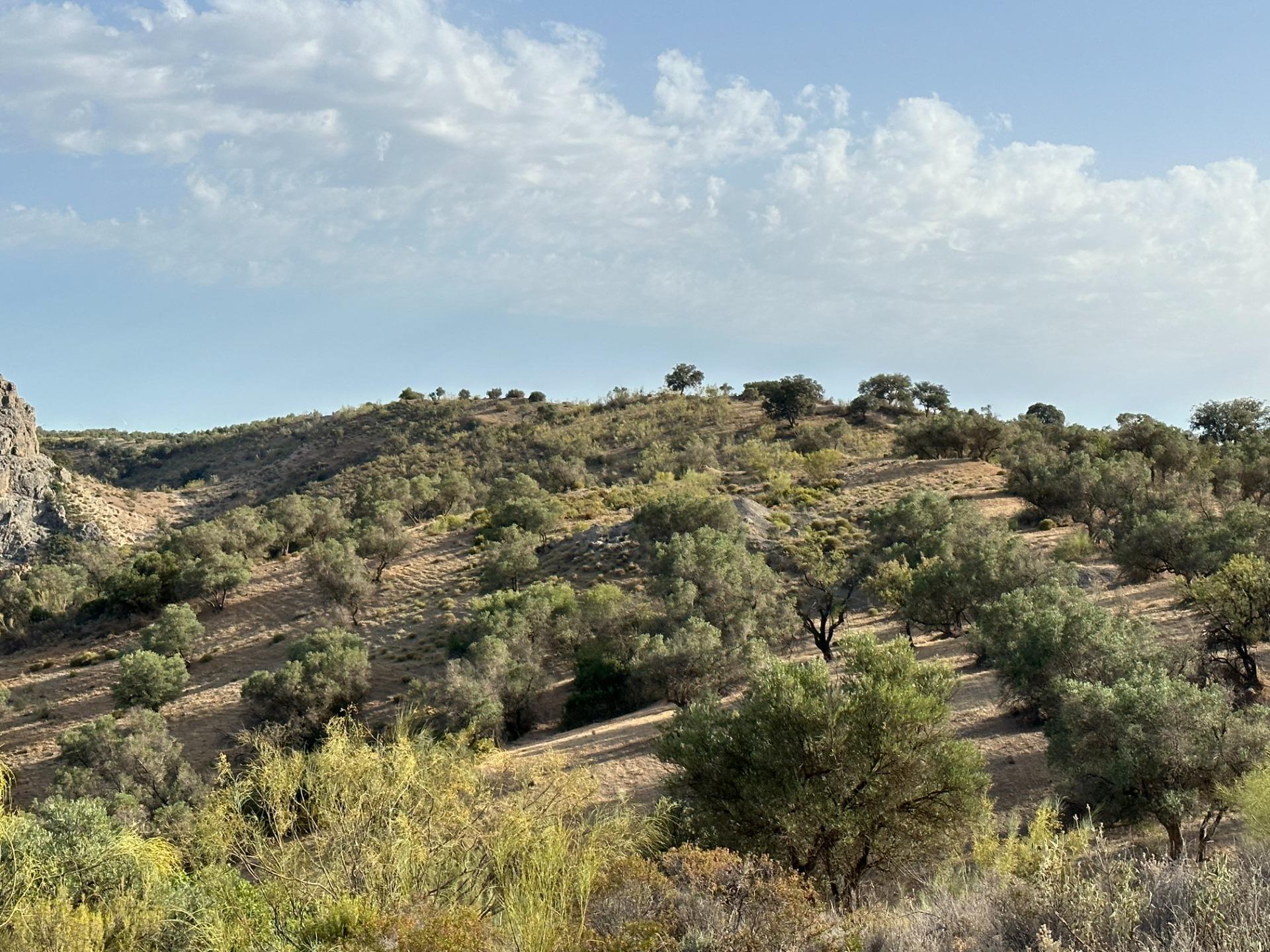 Fincas y solares-Venta-Archidona-1318194-Foto-13