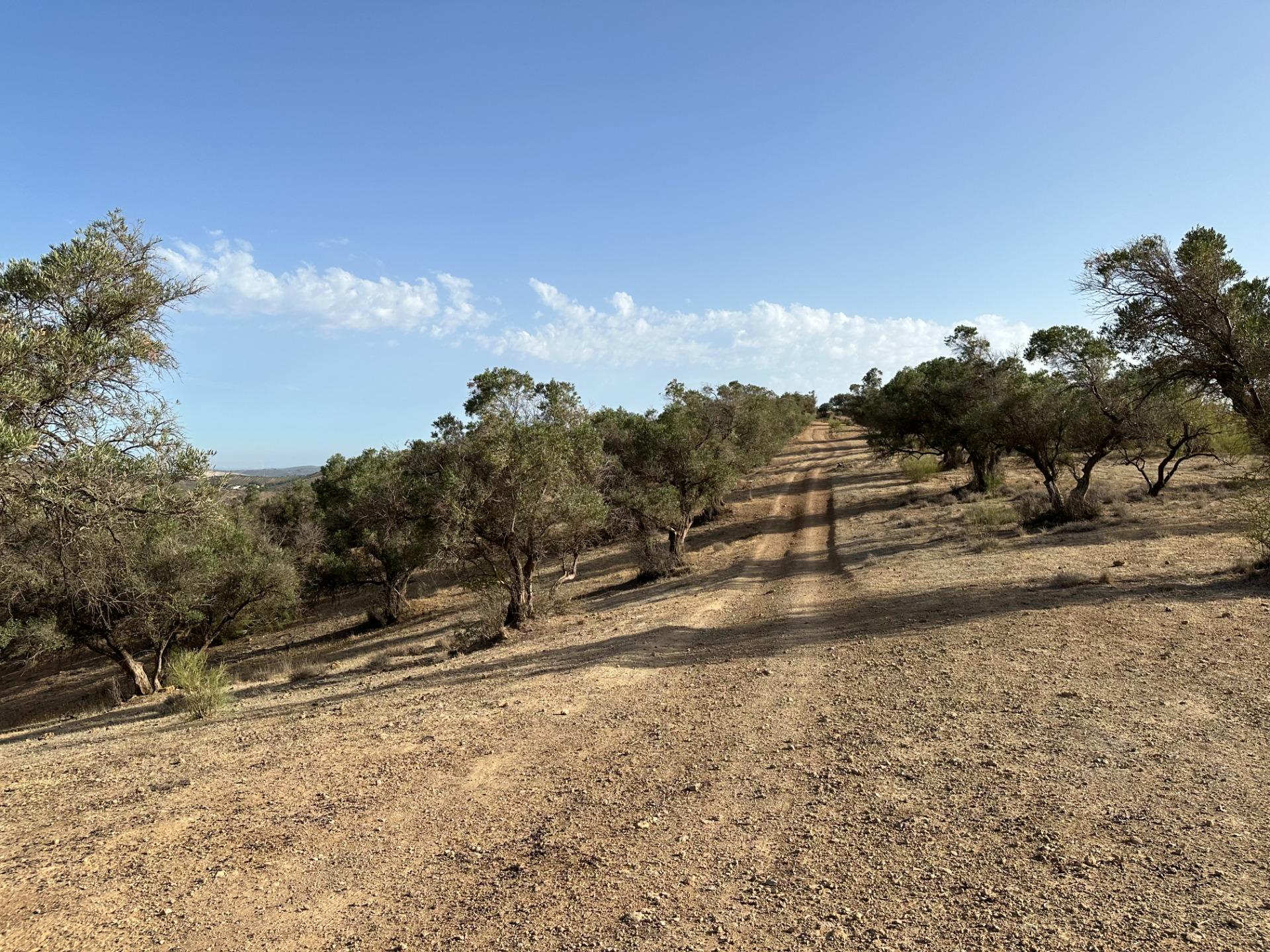 Fincas y solares-Venta-Archidona-1318194-Foto-17