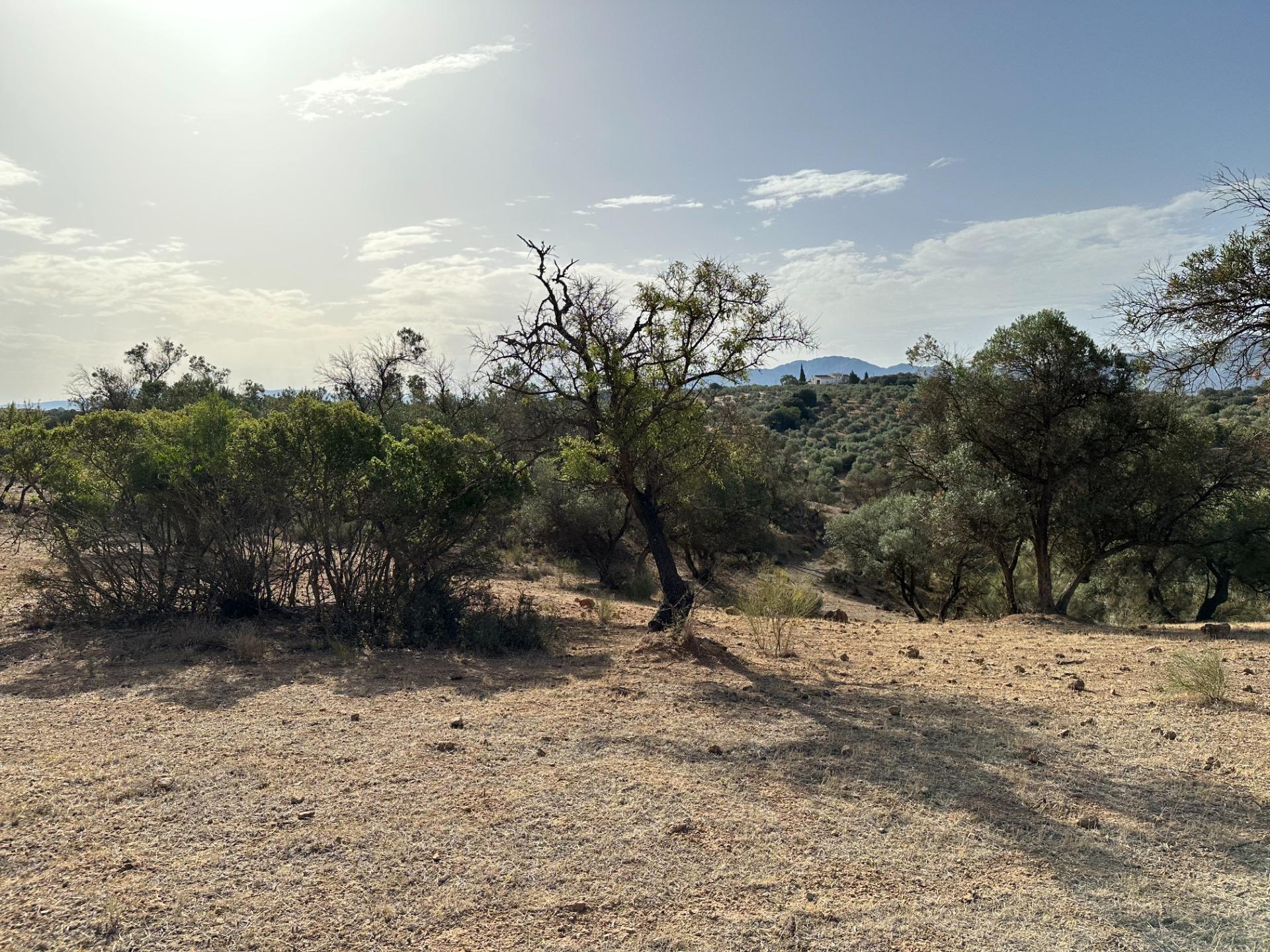 Fincas y solares-Venta-Archidona-1318194-Foto-19