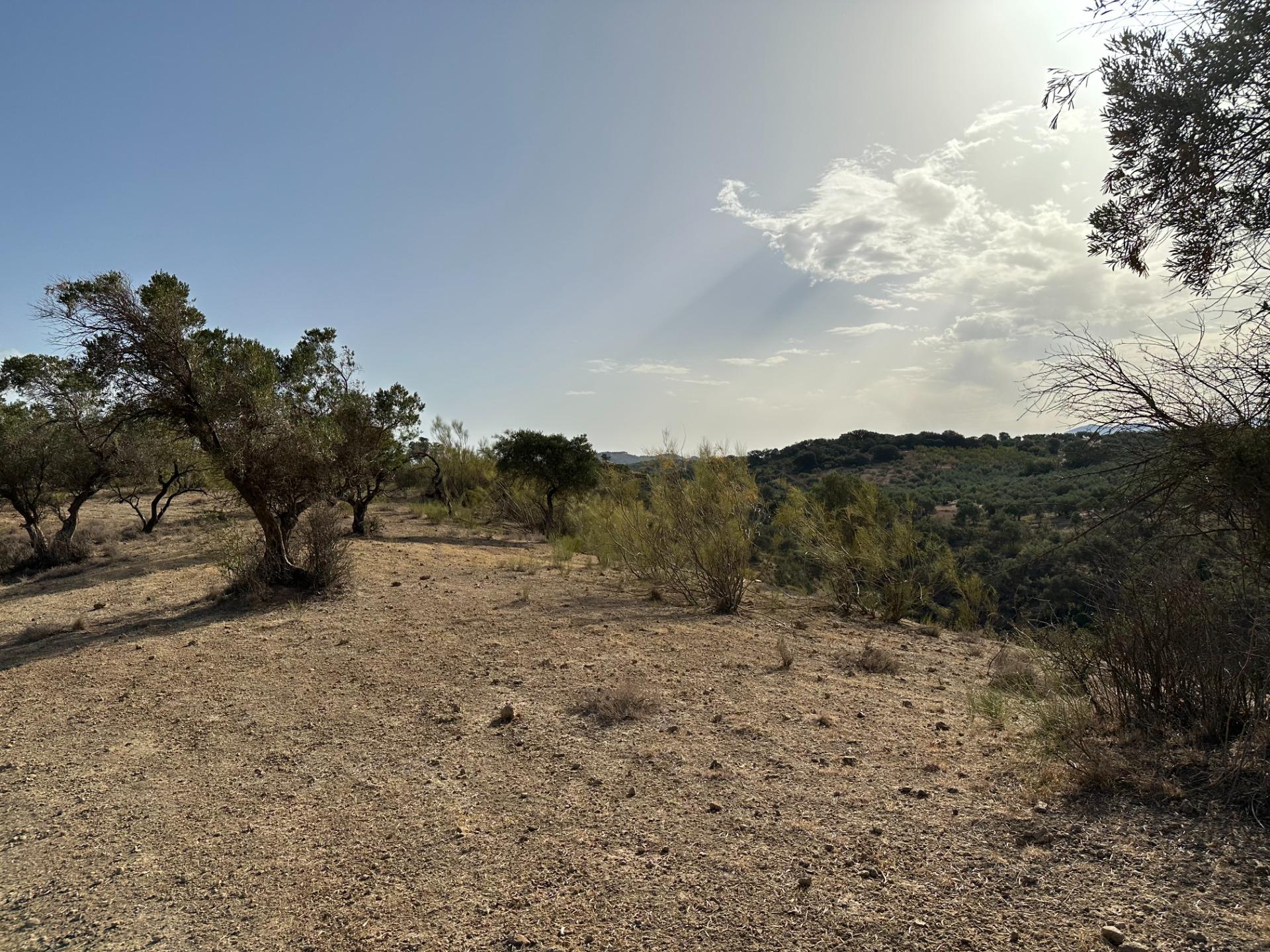 Fincas y solares-Venta-Archidona-1318194-Foto-18