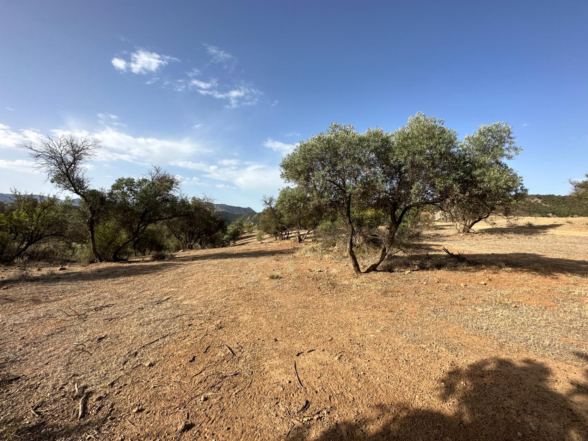 Fincas y solares-Venta-Archidona-1318194-Foto-23