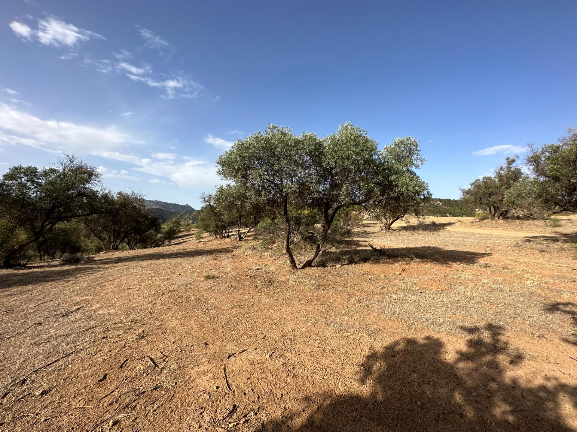 Fincas y solares-Venta-Archidona-1318194-Foto-24