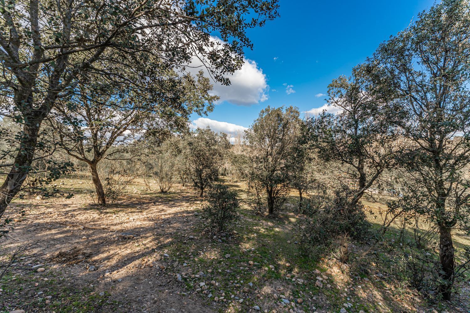 Fincas y solares-Venta-Almorox-994512-Foto-20
