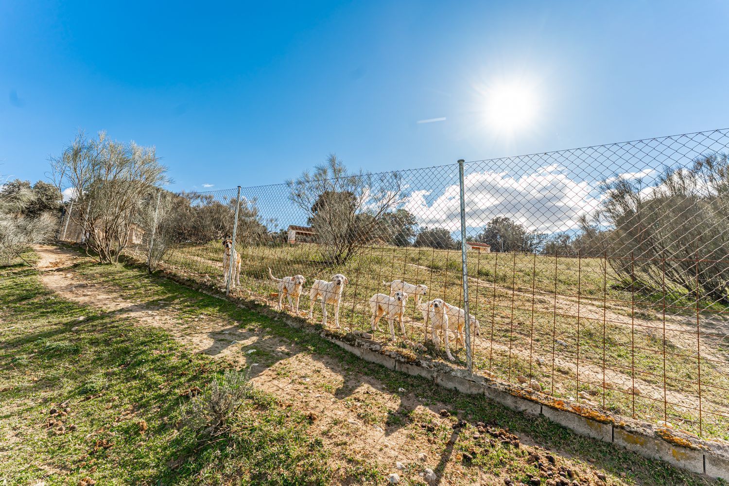 Fincas y solares-Venta-Almorox-994512-Foto-25