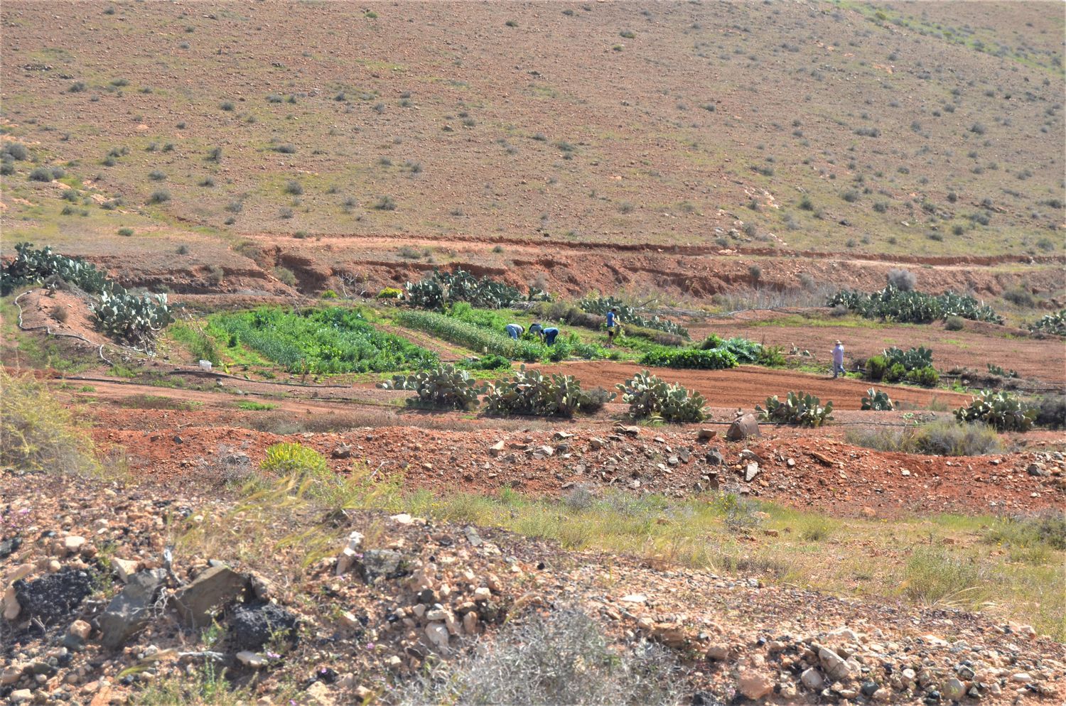 Fincas y solares-Venta-La Antigua-919693-Foto-10