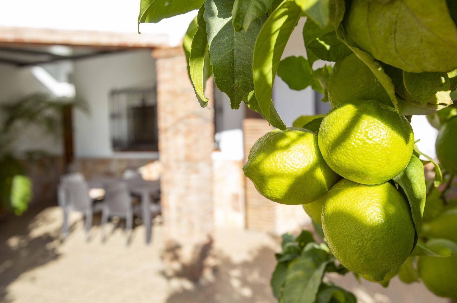 Casas o chalets-Venta-El Borge-1424673-Foto-56
