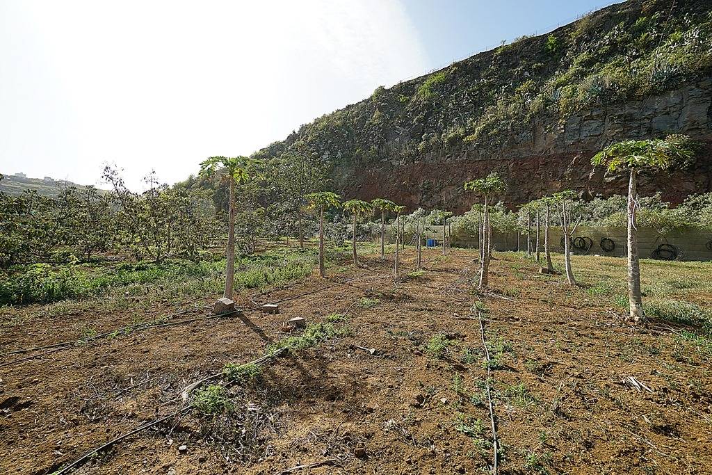 Pisos-Venta-Santa MarÃ­a de GuÃ­a de Gran Canaria-1051055-Foto-77