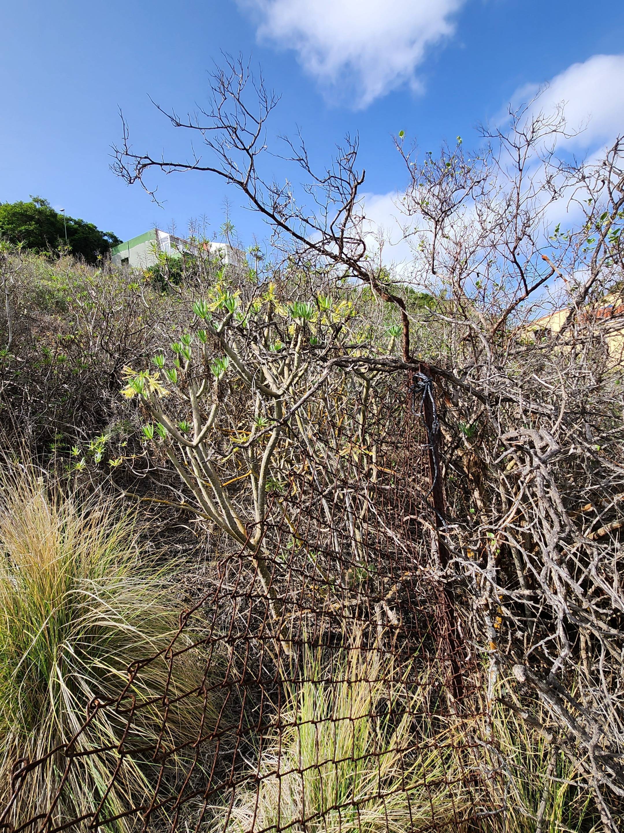 Fincas y solares-Venta-Las Palmas de Gran Canaria-980119-Foto-19