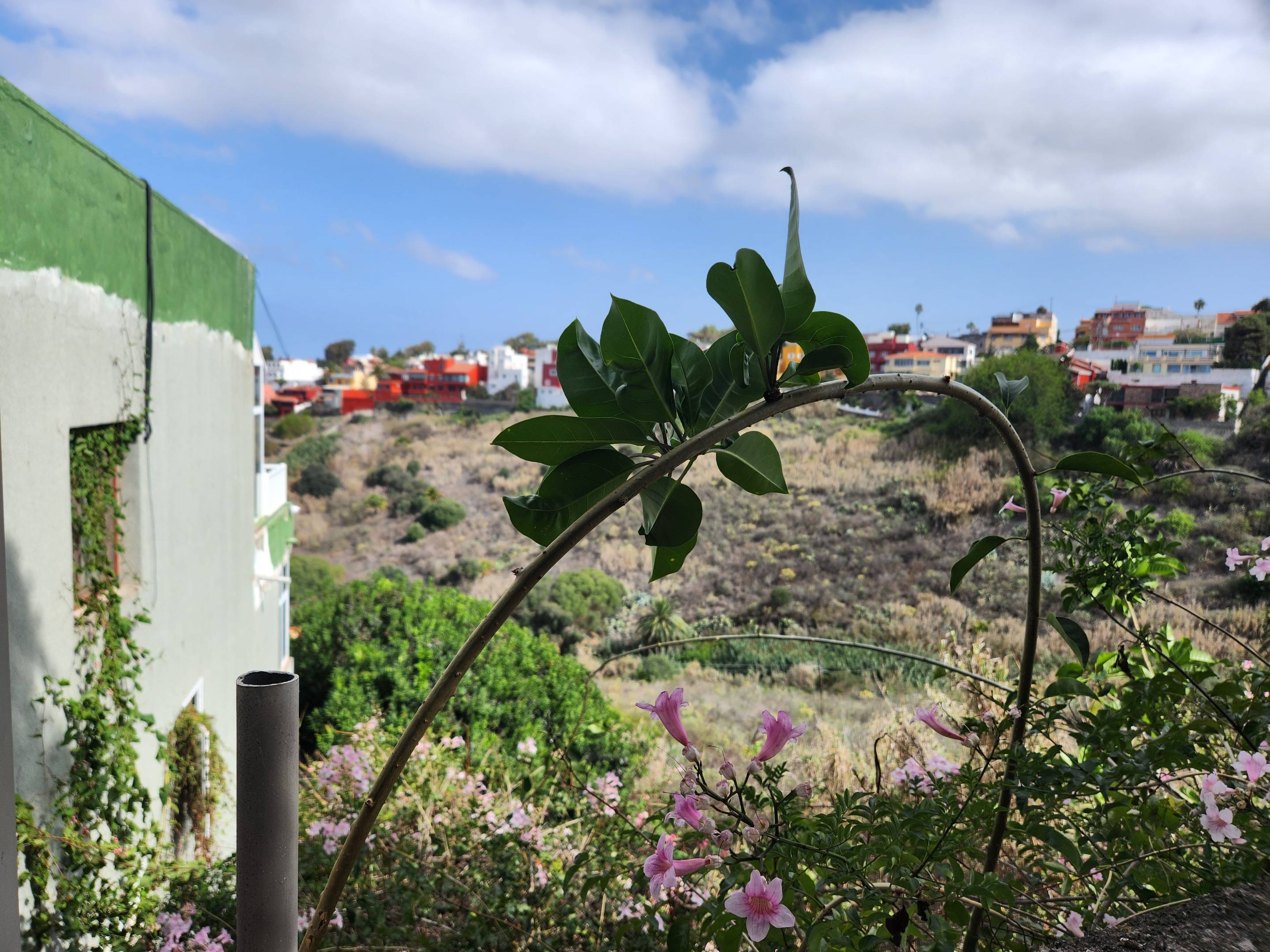 Fincas y solares-Venta-Las Palmas de Gran Canaria-980119-Foto-4