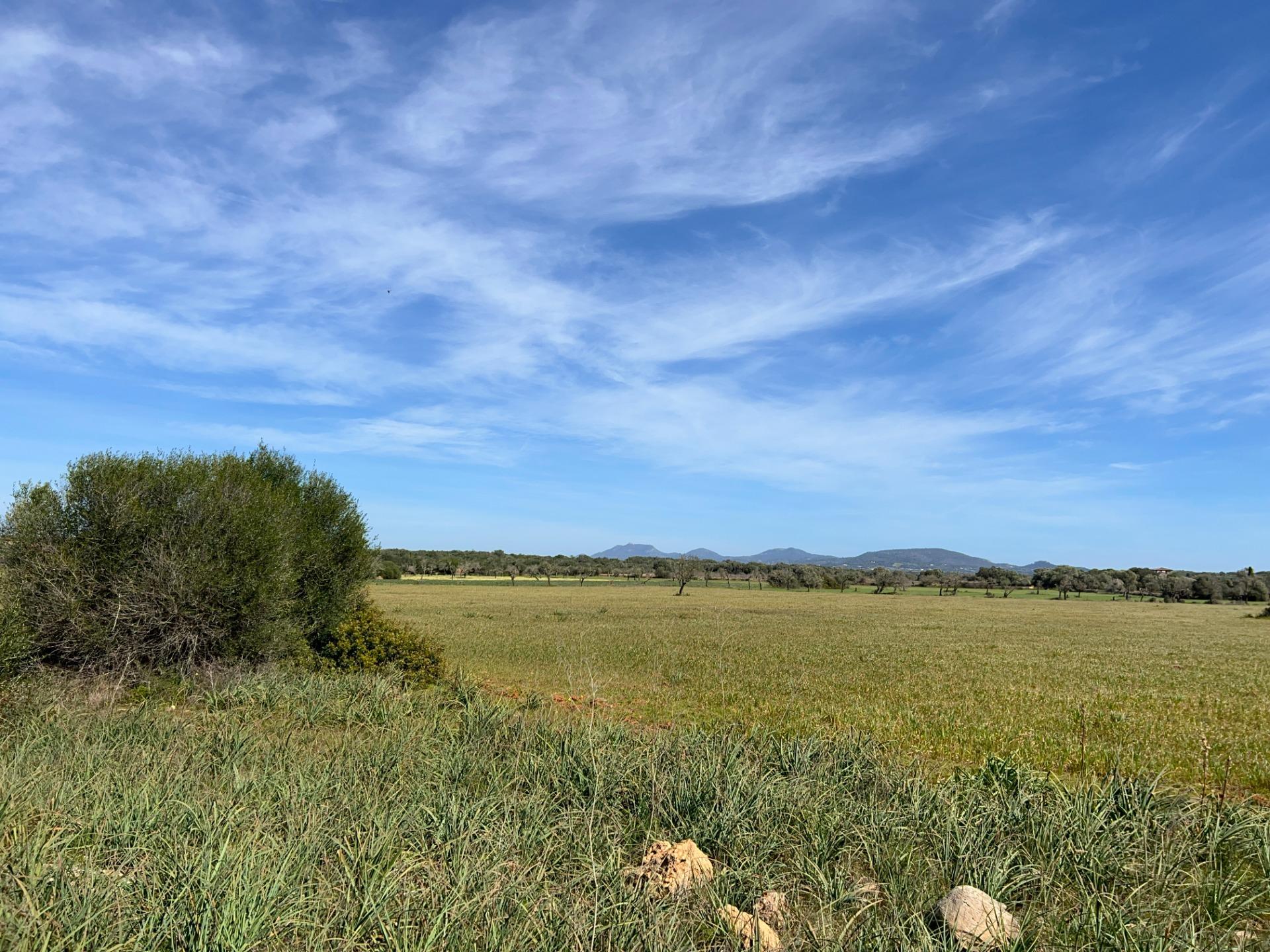 Fincas y solares-Venta-Ses Salines-1002912-Foto-10