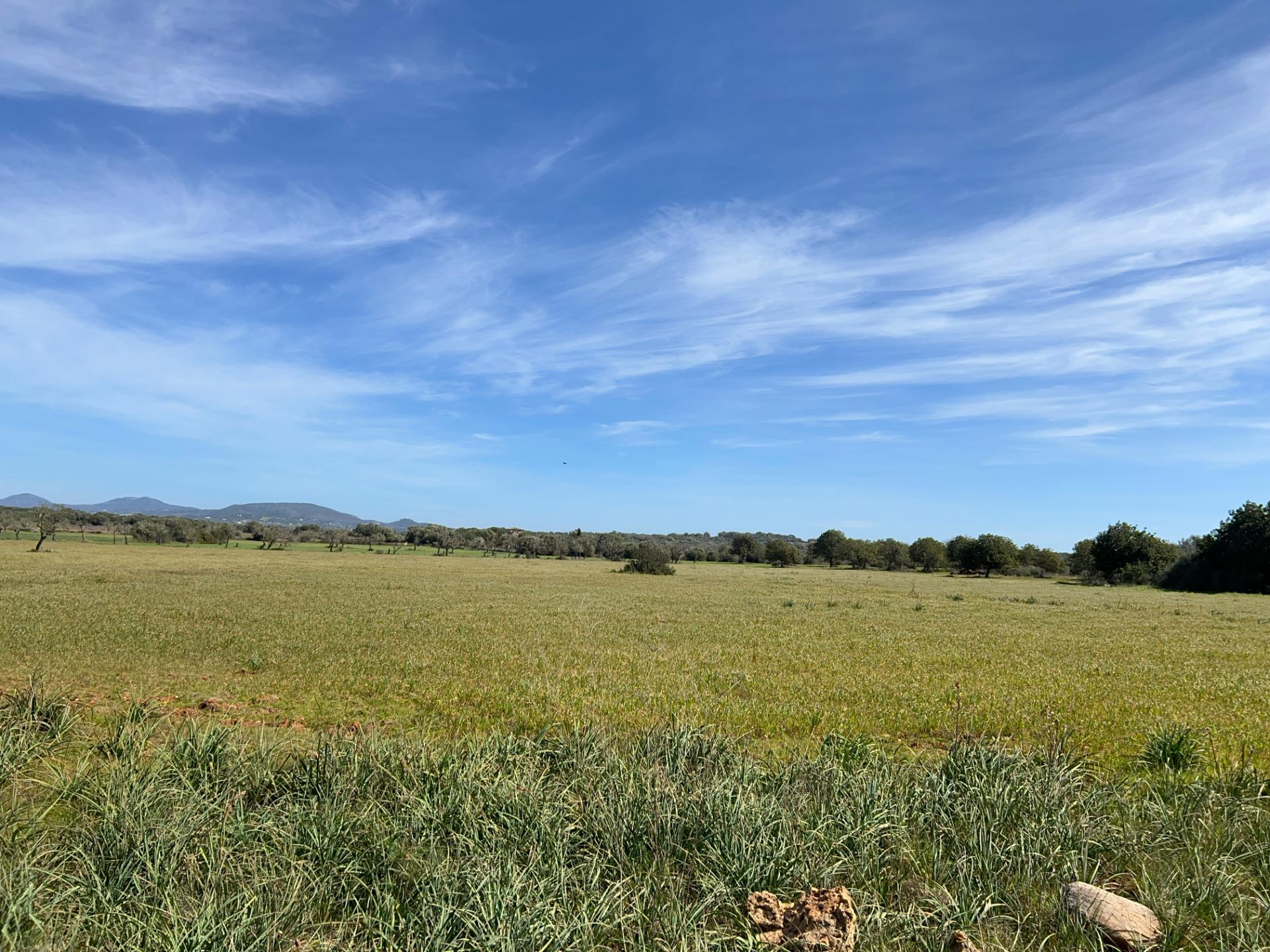 Fincas y solares-Venta-Ses Salines-1002912-Foto-11