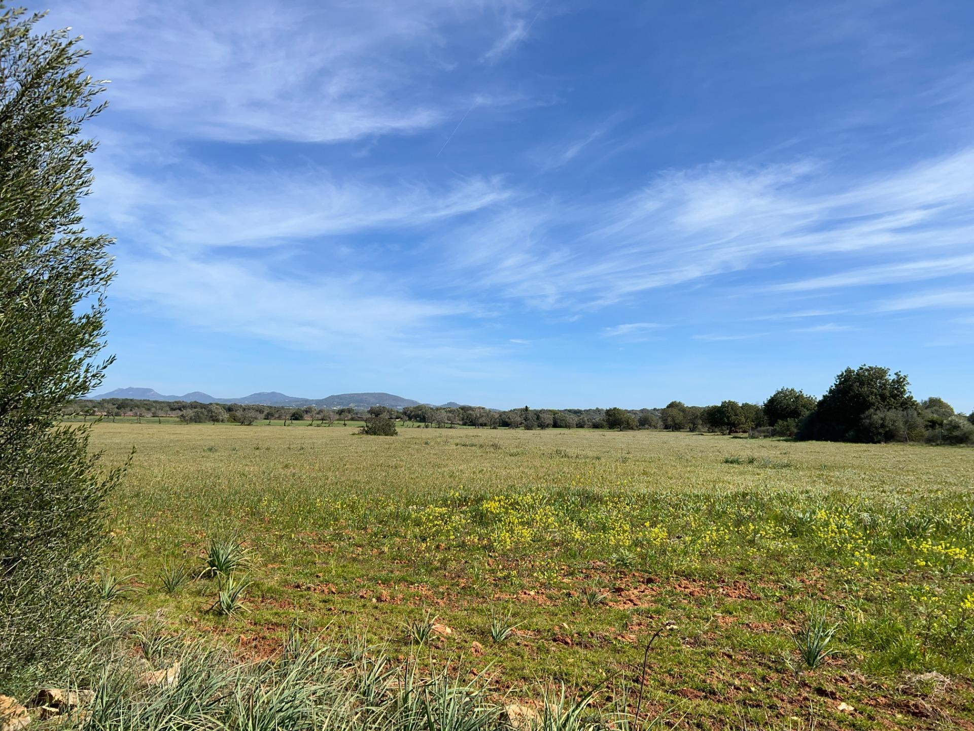 Fincas y solares-Venta-Ses Salines-1002912-Foto-16