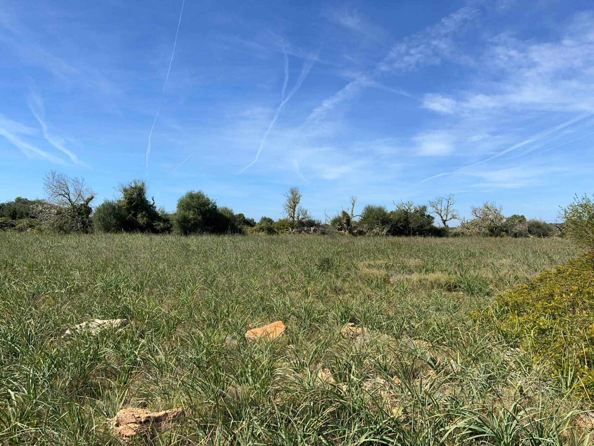 Fincas y solares-Venta-Ses Salines-1002912-Foto-14