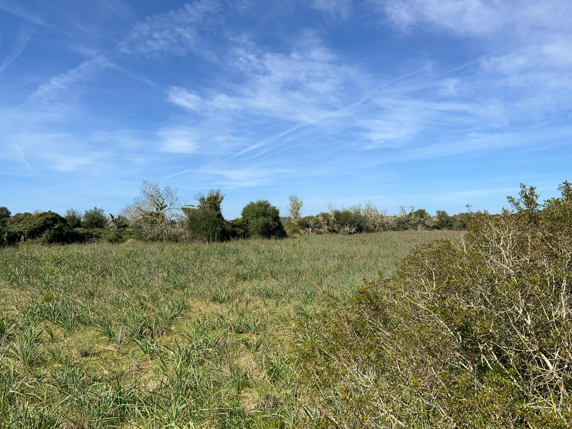 Fincas y solares-Venta-Ses Salines-1002912-Foto-18