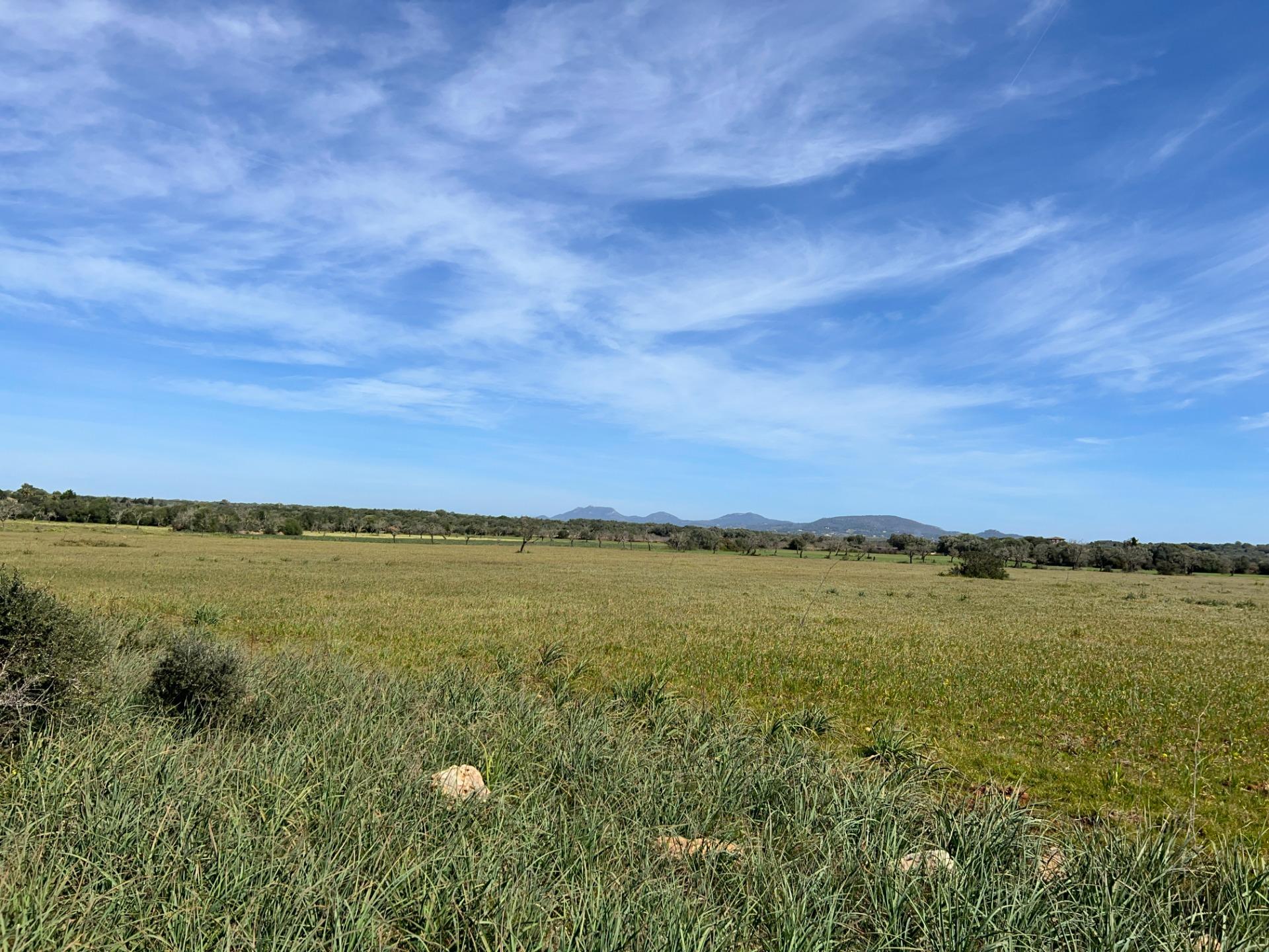 Fincas y solares-Venta-Ses Salines-1002912-Foto-15