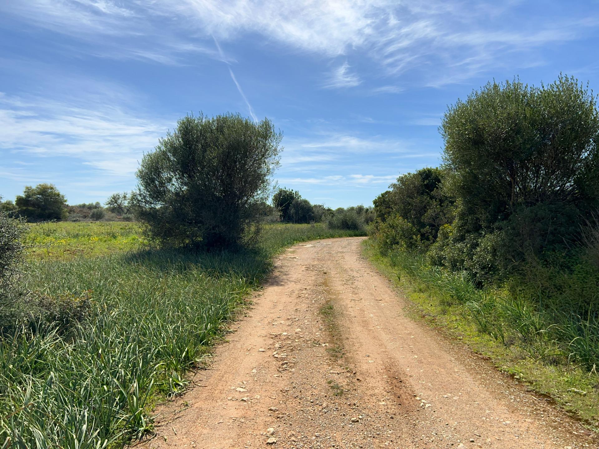 Fincas y solares-Venta-Ses Salines-1002912-Foto-19