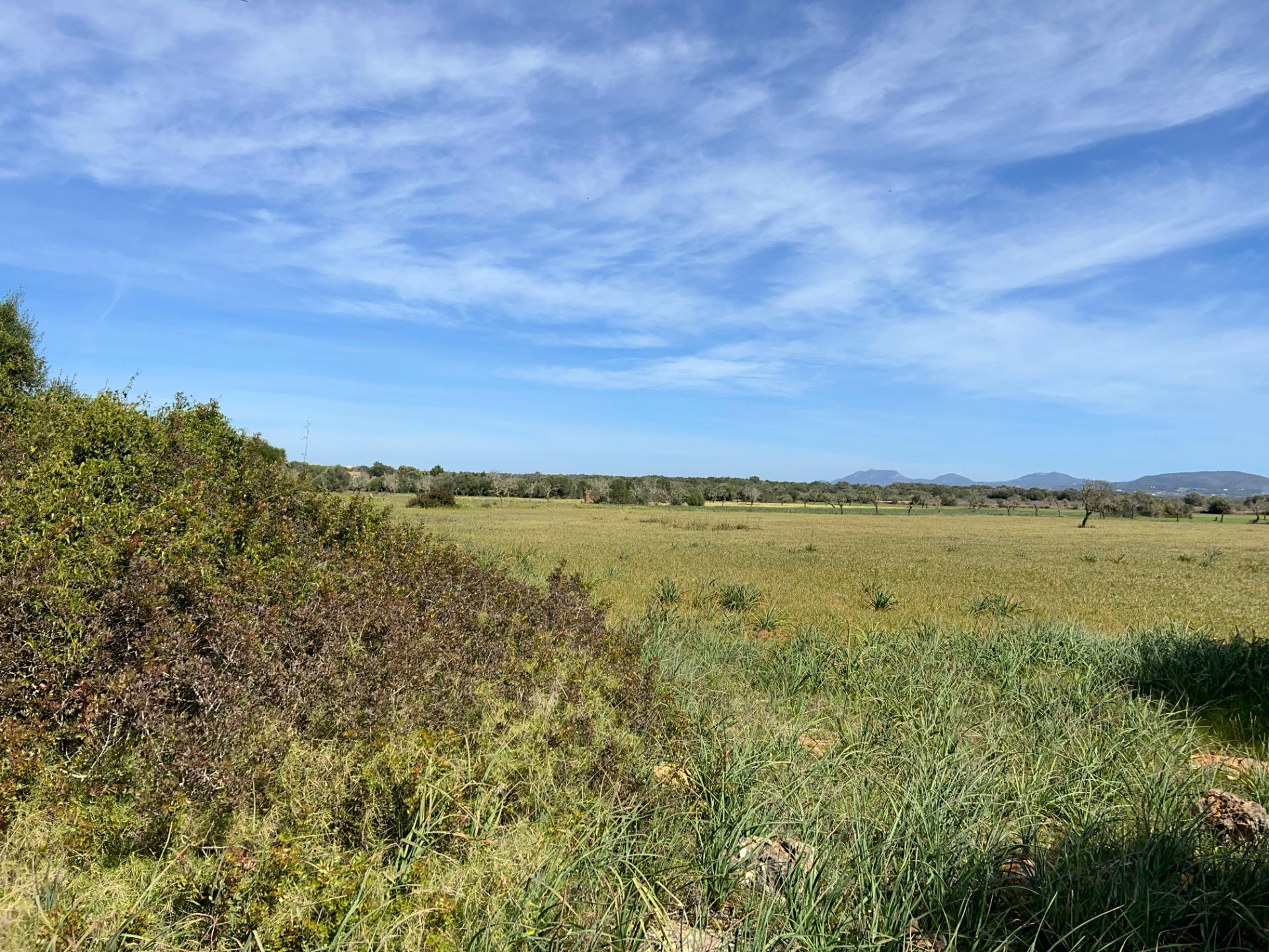 Fincas y solares-Venta-Ses Salines-1002912-Foto-22