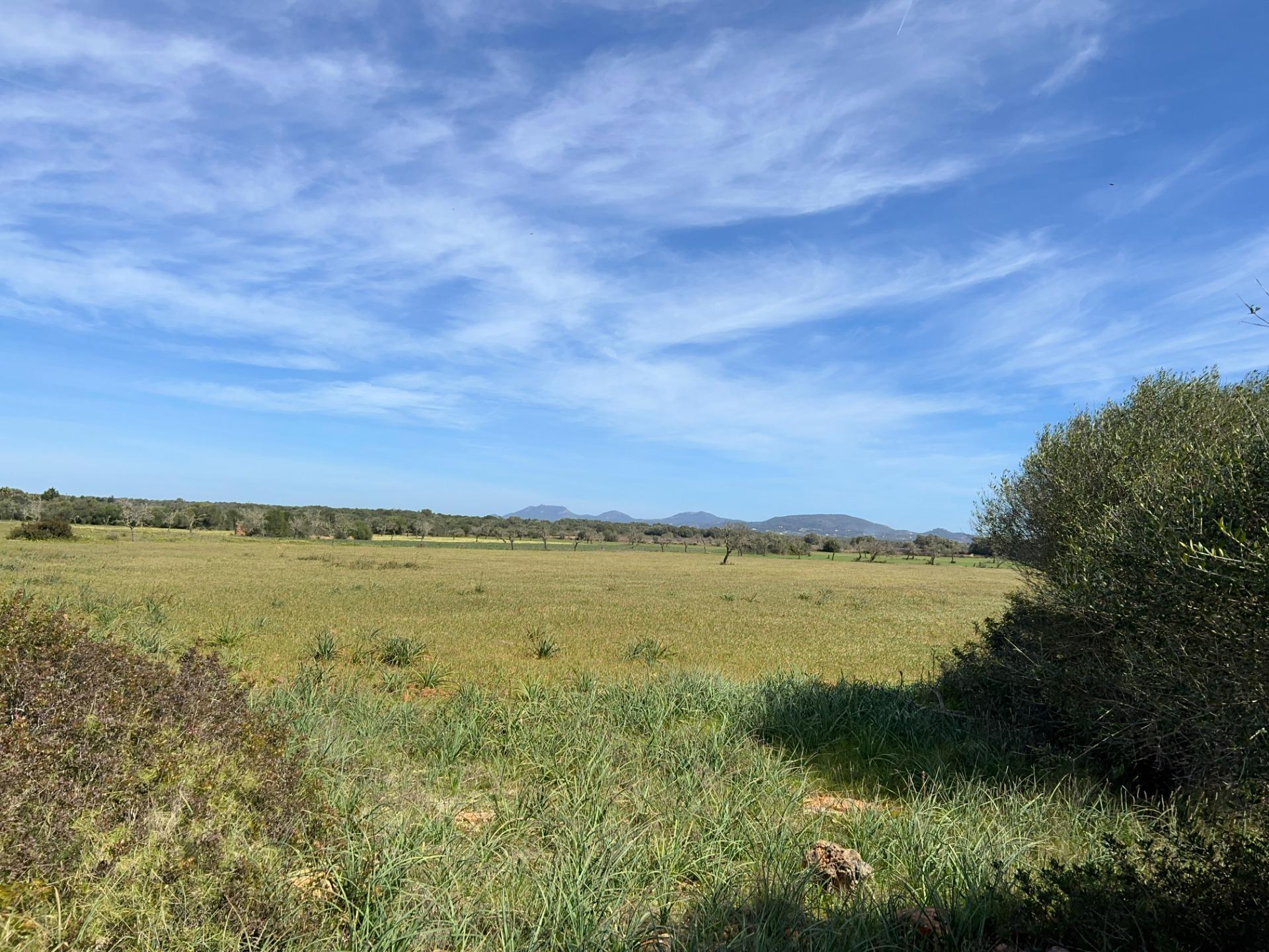 Fincas y solares-Venta-Ses Salines-1002912-Foto-23