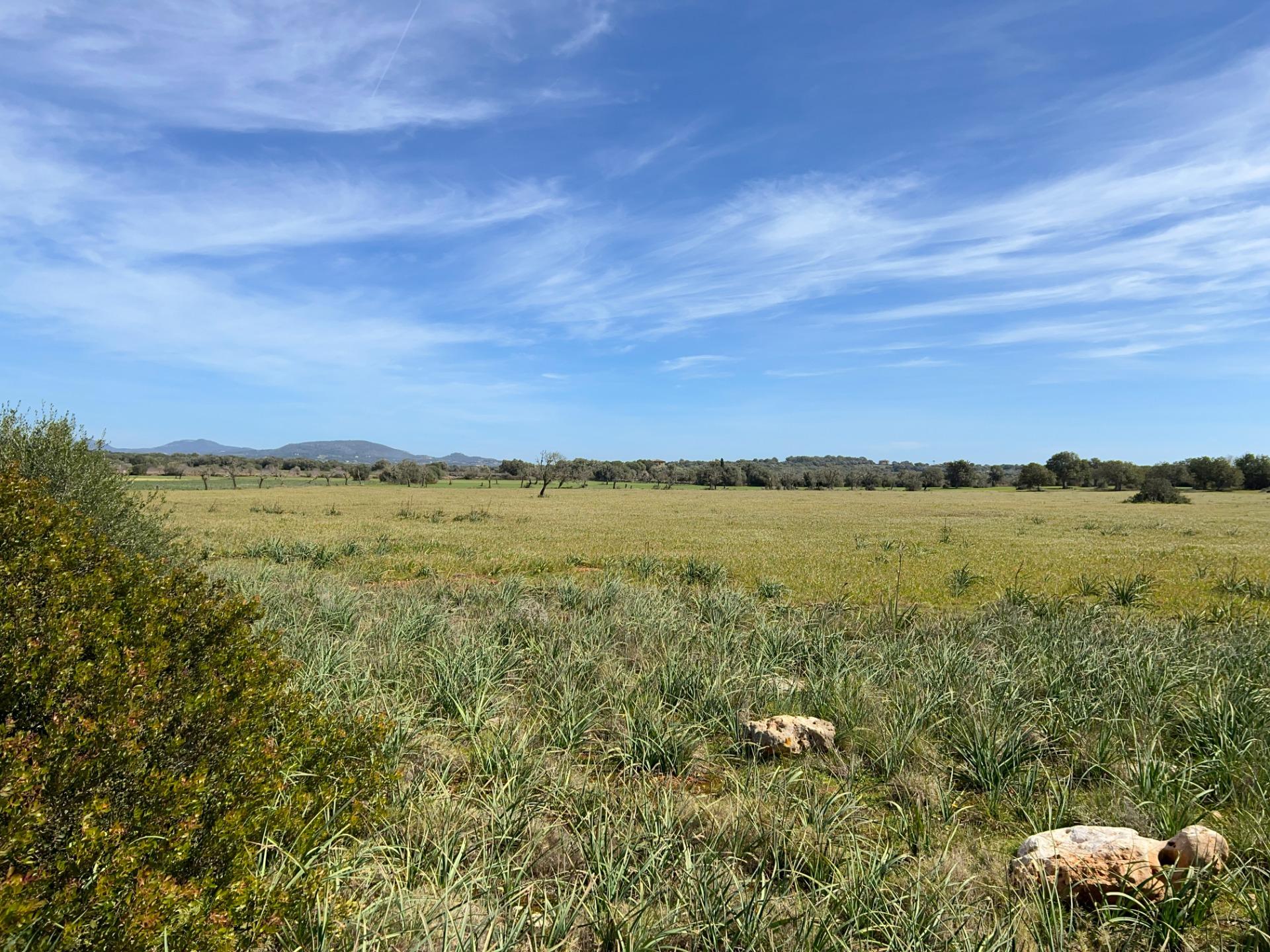 Fincas y solares-Venta-Ses Salines-1002912-Foto-24