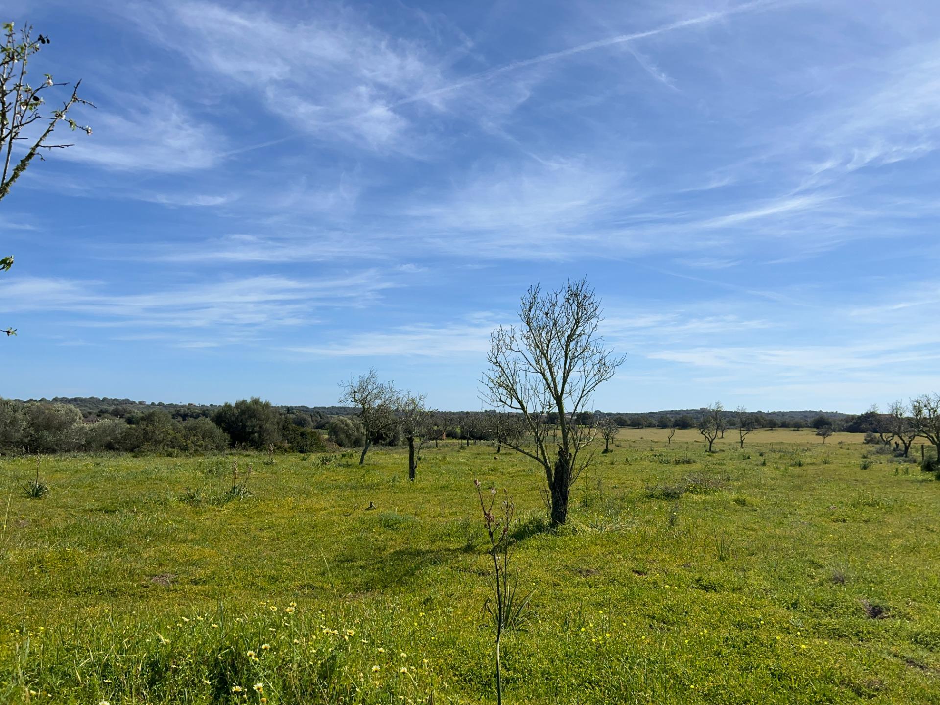 Fincas y solares-Venta-Ses Salines-1002912-Foto-29