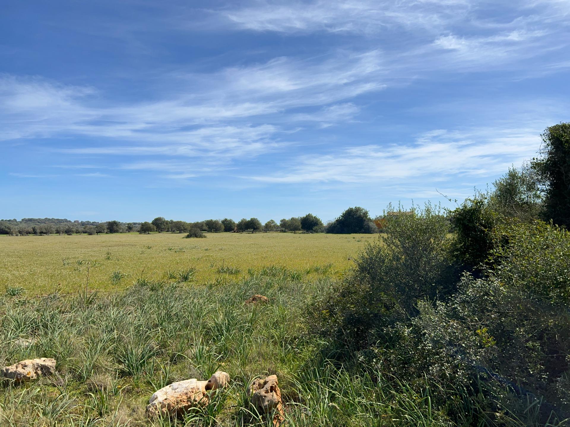 Fincas y solares-Venta-Ses Salines-1002912-Foto-26