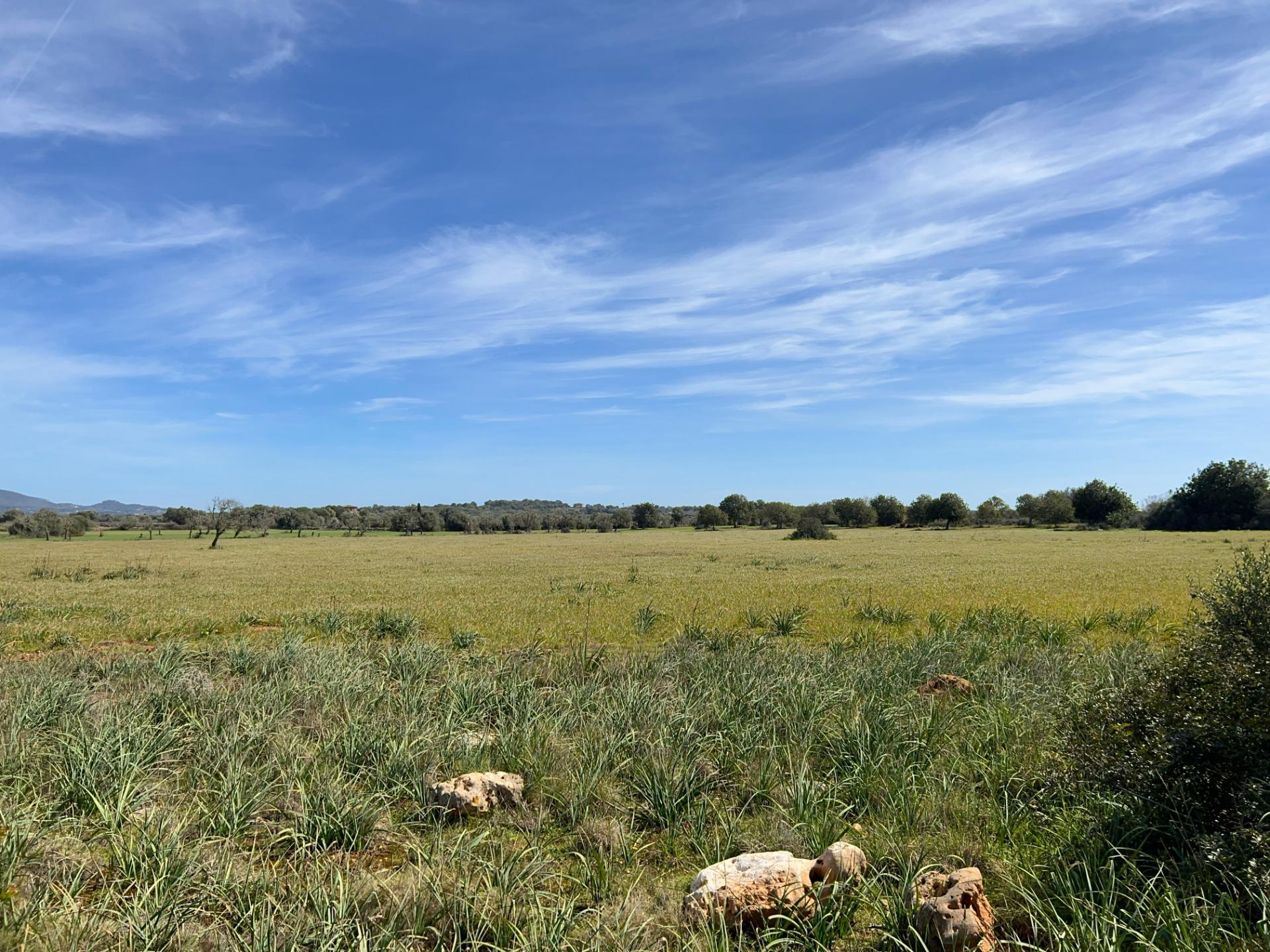 Fincas y solares-Venta-Ses Salines-1002912-Foto-25